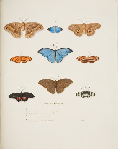 Farfalle straniere, c.1755-65 da Pierre Francois Ledoulx