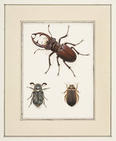 Cervo volante, scarabeo e coleotteri Geelgerande, c.1755-65 da Pierre Francois Ledoulx