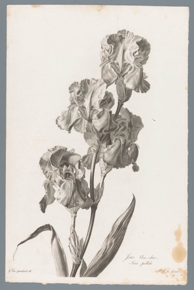 Iris pallida da Pierre François Legrand