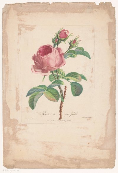 Rosa centifolia da Pierre François Legrand