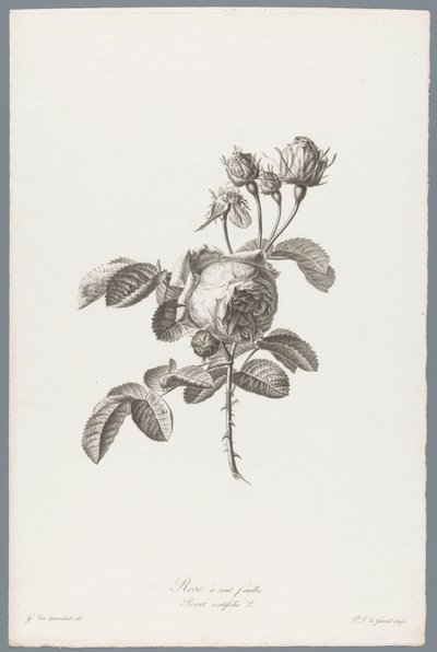 Rosa centifolia da Pierre François Legrand