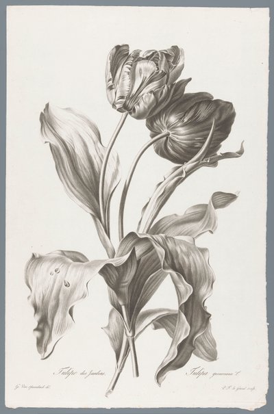 Tulipano da Pierre François Legrand