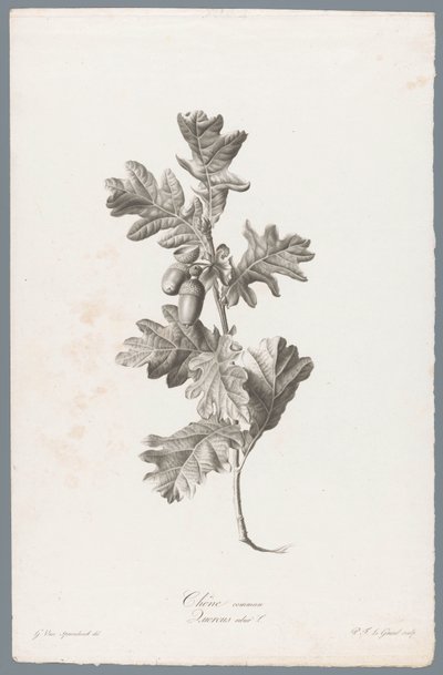Quercia comune da Pierre François Legrand