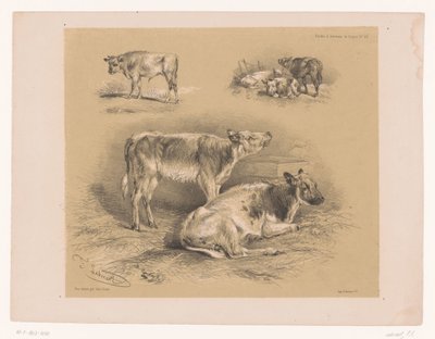 Tre studi di bovini da Pierre Frédéric Lehnert