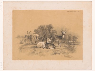 Studio di un branco di cervi nobili (Dierstudies van Cooper) da Pierre Frédéric Lehnert