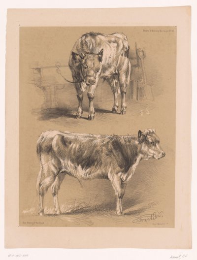 Due studi di un bovino da Pierre Frédéric Lehnert
