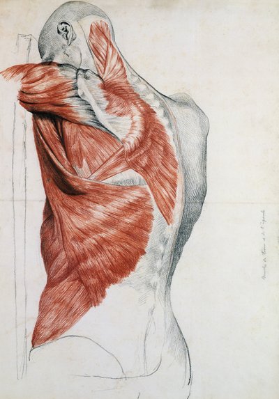 Anatomia umana; muscoli del torso e della spalla da Pierre Jean David d