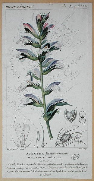 Acanthus Mollis, c.1820 da Pierre Jean Francois (after) Turpin