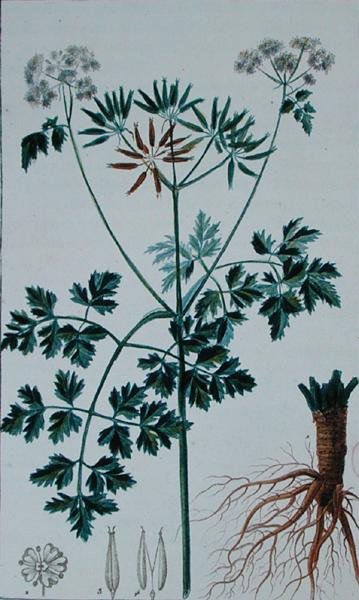 Tavola Botanica che raffigura il Cerfoglio, da 