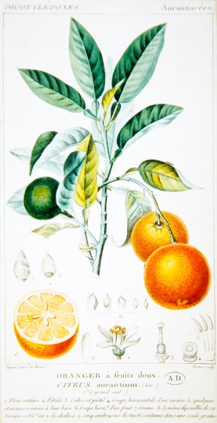 Citrus Aurantium o Arancia di Siviglia da Pierre Jean Francois (after) Turpin