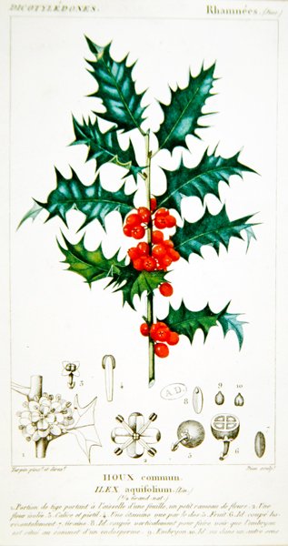 Agrifoglio (Ilex aquifolium) tavola botanica, c.1820 da Pierre Jean Francois (after) Turpin