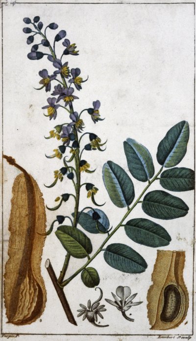 Balsamo del Perù da Pierre Jean Francois (after) Turpin
