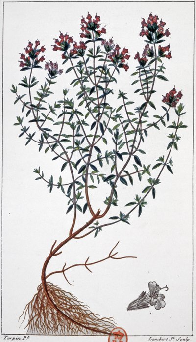 Timo, c.1850 (incisione) da Pierre Jean Francois (after) Turpin