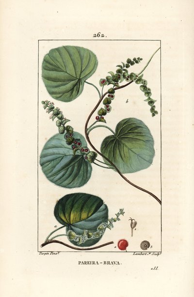 Abuta - Vite selvatica o abuta, Cissampelos pareira, con fiore, foglia, viticcio e frutto. Incisione a puntasecca colorata a mano di Lambert Junior da un disegno di Pierre Jean-Francois Turpin da Chaumeton, Poiret e Chamberet