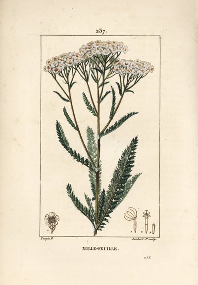 Achillea millefoglie da Pierre Jean Francois Turpin