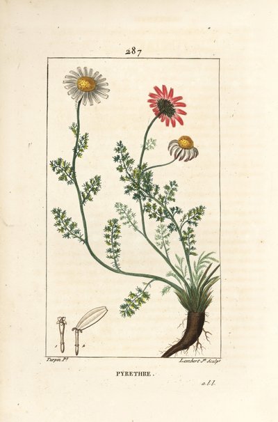 Piretro africano, Anthemis pyrethrum (Anacyclus pyrethrum) con fiori, foglia, stelo e radici da Pierre Jean Francois Turpin