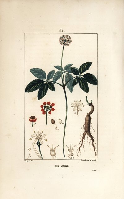Ginseng americano da Pierre Jean Francois Turpin