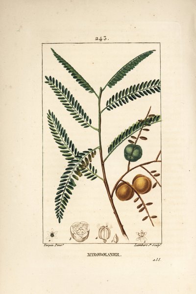 Amla (uva spina nepalese o indiana) da Pierre Jean Francois Turpin