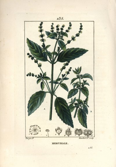 Mercuriale annuale, Mercurialis annua da Pierre Jean Francois Turpin