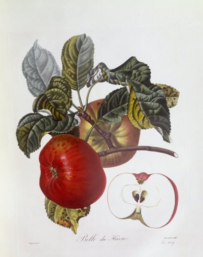 Mela "Belle du Havre", Henry Louis Duhamel du Monceau, tavola botanica di Pierre Jean Francois Turpin da Pierre Jean Francois Turpin