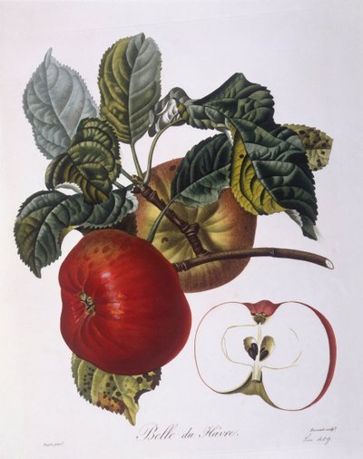 Mela "Belle du Havre", tavola botanica di Pierre Jean Francois Turpin da Pierre Jean Francois Turpin