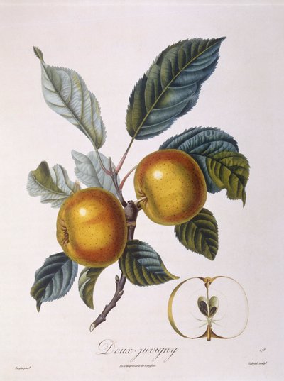 Mela "Doux-Juvigny", tavola botanica di Pierre Jean Francois Turpin da Pierre Jean Francois Turpin
