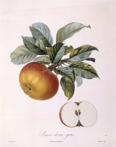 Mela "Doux Amer Gris", tavola botanica di Pierre Jean Francois Turpin da Pierre Jean Francois Turpin