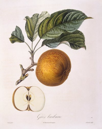 Mela "Gros barbarie", tavola botanica di Pierre Jean Francois Turpin da Pierre Jean Francois Turpin