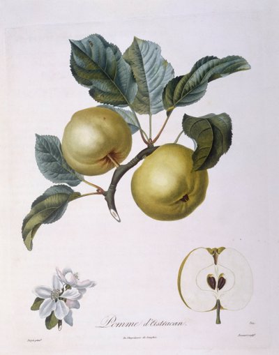 Mela "Pomme d