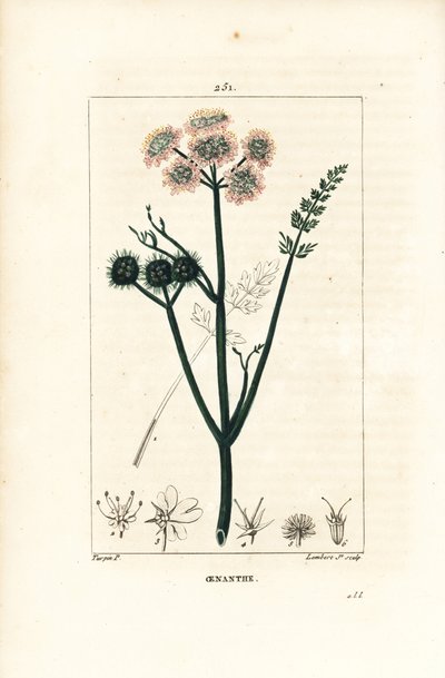Oenanthe acquatica o finocchio d
