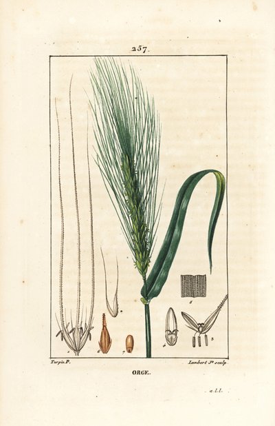Orzo da Pierre Jean Francois Turpin