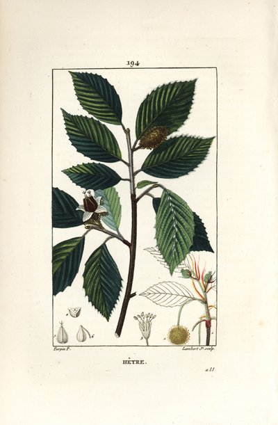 Faggio, Fagus sylvatica da Pierre Jean Francois Turpin