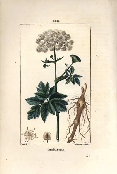 Benzoino o imperatoria - Imperatoria ostruthium, con fiore, foglia e radice da Pierre Jean Francois Turpin