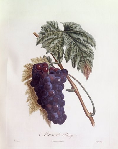 Uva moscato nera, Henry Louis Duhamel du Monceau, tavola botanica di Pierre Jean Francois Turpin da Pierre Jean Francois Turpin