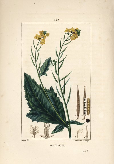 Senape nera o senape nera - Senape, Sinapis nigra da Pierre Jean Francois Turpin