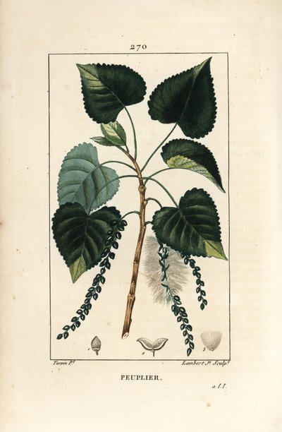 Pioppo nero, Populus nigra, con foglia, stelo e seme. Incisione a puntasecca colorata a mano di Lambert Junior da un disegno di Pierre Jean-Francois Turpin da Chaumeton, Poiret e Chamberet
