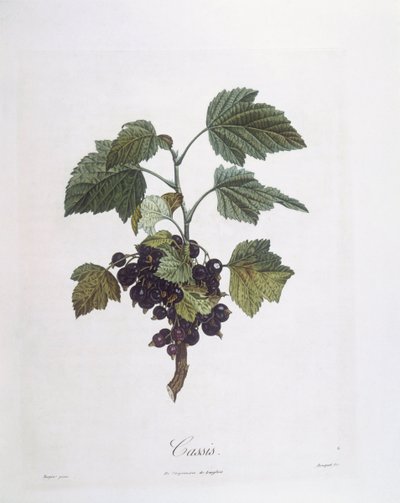 Ribes nero (Ribes nigrum) o cassis Noir de Bourgogne, tavola botanica di Pierre Jean Francois Turpin da Pierre Jean Francois Turpin