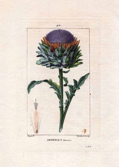 Botanica: carciofo - Pianta di carciofo, foglie e fiore, Cynara cardunculus. Incisione a puntasecca colorata a mano di Lambert da un disegno di Pierre Jean-Francois Turpin da Chaumeton, Poiret et Chamberet