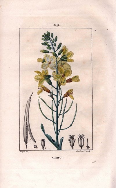 Botanica: fiore di cavolo da Pierre Jean Francois Turpin