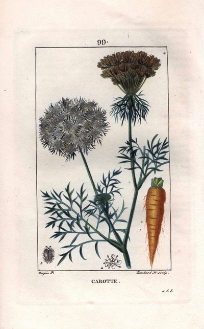 Botanica: carota - Radice e fiore di carota, Daucus carota. Incisione a puntasecca colorata a mano di Lambert da un disegno di Pierre Jean-Francois Turpin dal libro di Chaumeton, Poiret et Chamberet “La Flore Medicale,” Parigi, Panckoucke da Pierre Jean Francois Turpin