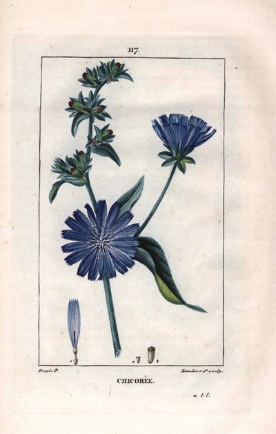 Botanica: cicoria con fiore - Pianta e fiore di cicoria, Cichorium intybus. Incisione a puntasecca colorata a mano di Lambert da un disegno di Pierre Jean-Francois Turpin da 