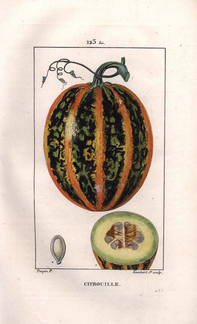Botanica: zucca da Pierre Jean Francois Turpin