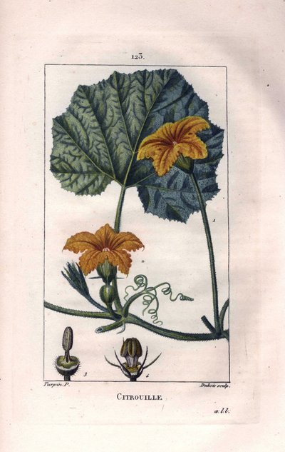 Botanica: fiore di zucca - Fiore di zucca, foglia e vite, zucca, Cucurbita pepo. Incisione a puntasecca colorata a mano di Lambert da un disegno di Pierre Jean-Francois Turpin da 