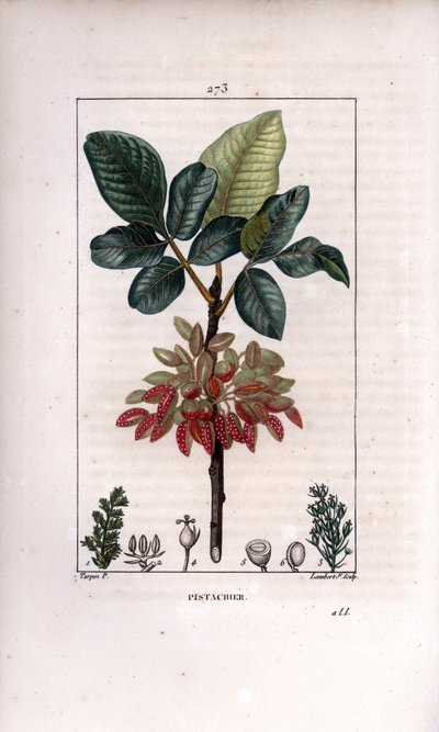 Botanica: Pistacchio, ramo e frutto (albero di pistacchio, Pistacia vera, con ramo, foglie, frutti maturi). Incisione a puntasecca colorata a mano di Lambert Junior da un disegno di Pierre Jean-Francois Turpin da 