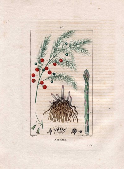 Botanica: Asparago - Radice, fiore e frutto di Asparagus officinalis da Pierre Jean Francois Turpin