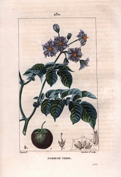 Botanica: patata - Pianta di patata, fiori e frutti, Solanum tuberosum da Pierre Jean Francois Turpin