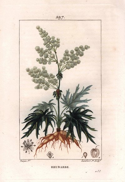 Botanica: rabarbaro - Pianta di rabarbaro, foglie e radici, Rheum rhabarbarum da Pierre Jean Francois Turpin