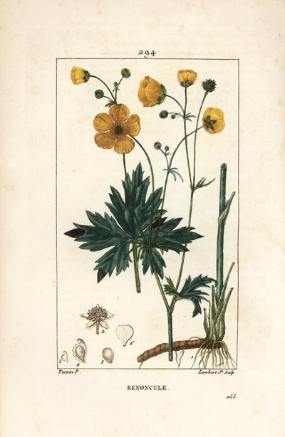 Ranuncolo - Ranunculus acris, con fiore, foglia, stelo e radice da Pierre Jean Francois Turpin
