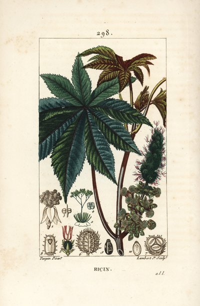 Pianta di ricino, Ricinus communis, con foglia, fiore, stelo e seme da Pierre Jean Francois Turpin