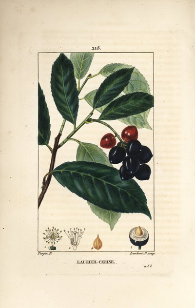 Alloro di ciliegio, Prunus laurocerasus da Pierre Jean Francois Turpin